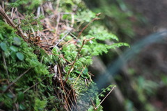 Odontochilus yakushimensis