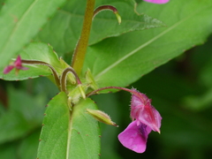 Impatiens oppositifolia