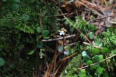 Odontochilus yakushimensis