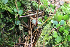 Odontochilus yakushimensis