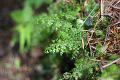 Hymenophyllum polyanthos