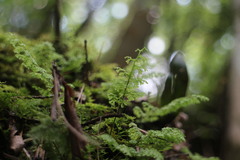 Hymenophyllum polyanthos