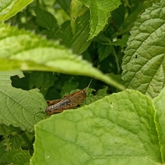 Peripolus