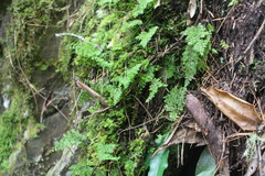 Hymenophyllum polyanthos