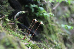 Odontochilus yakushimensis