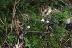 Odontochilus yakushimensis