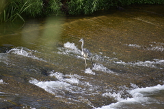 Ardea cinerea
