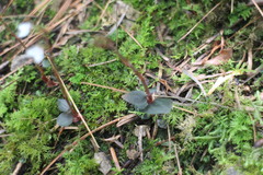 Odontochilus yakushimensis