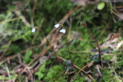 Odontochilus yakushimensis