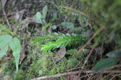 Phlegmariurus fordii