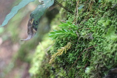 Phlegmariurus fordii