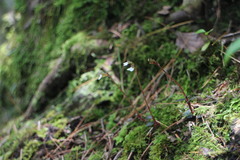 Odontochilus yakushimensis