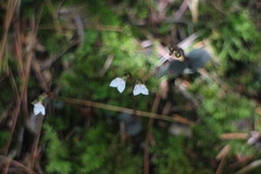 Odontochilus yakushimensis