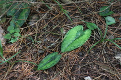 Asarum yaeyamense