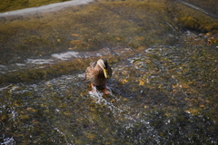 Anas platyrhynchos platyrhynchos