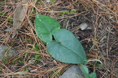 Asarum yaeyamense