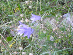 Campanula cochleariifolia