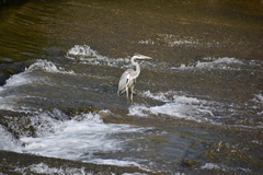 Ardea cinerea