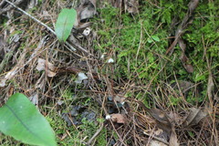 Odontochilus yakushimensis