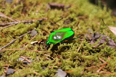 Trigonophorus rothschildi