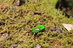 Trigonophorus rothschildi