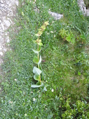 Gentiana lutea