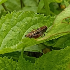 Peripolus