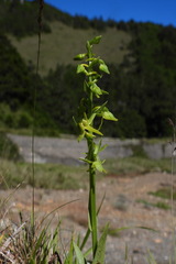 Platanthera mandarinorum
