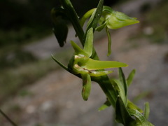 Platanthera mandarinorum