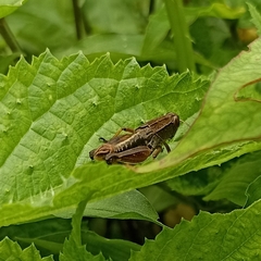 Peripolus
