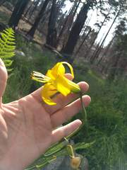 Lilium parryi