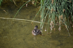 Anas platyrhynchos platyrhynchos