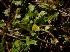 Ranunculus cheirophyllus