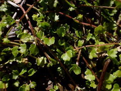 Ranunculus cheirophyllus