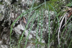 Pteris longipinna