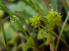 Ranunculus cheirophyllus