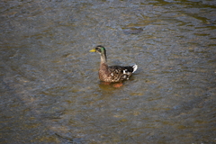 Anas platyrhynchos platyrhynchos