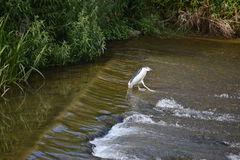 Nycticorax nycticorax