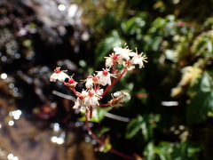 Filipendula kiraishiensis