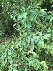 Citharexylum caudatum