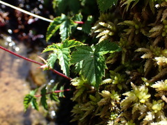 Filipendula kiraishiensis