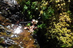 Filipendula kiraishiensis