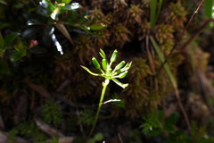 Chaerophyllum involucratum