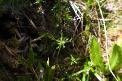 Chaerophyllum involucratum