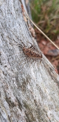 Allothereua maculata