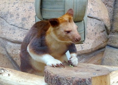 Dendrolagus goodfellowi
