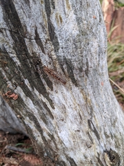Allothereua maculata