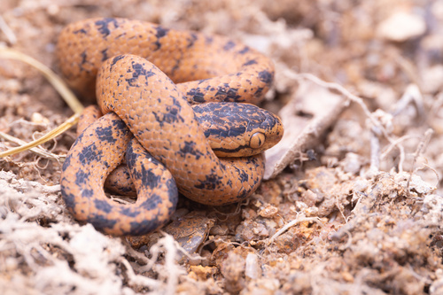 Boulenger's Slug Snake