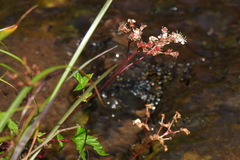 Filipendula kiraishiensis