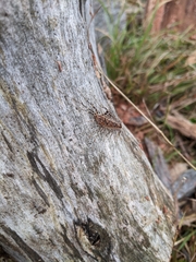 Allothereua maculata